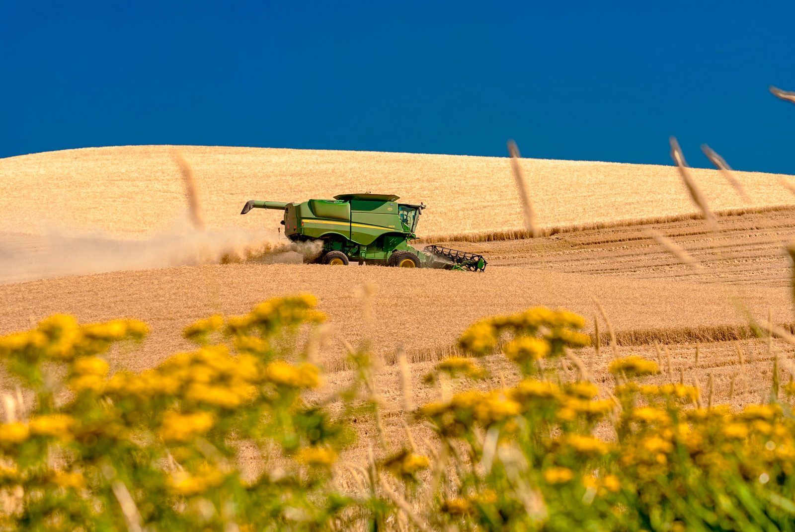 Combine harvester harvesting wheat